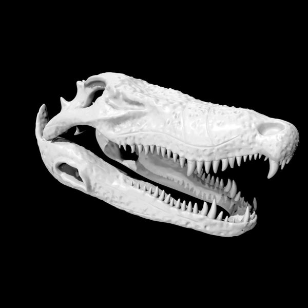 Alligator skull 3d model