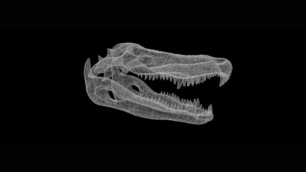 Alligator skull 3d model