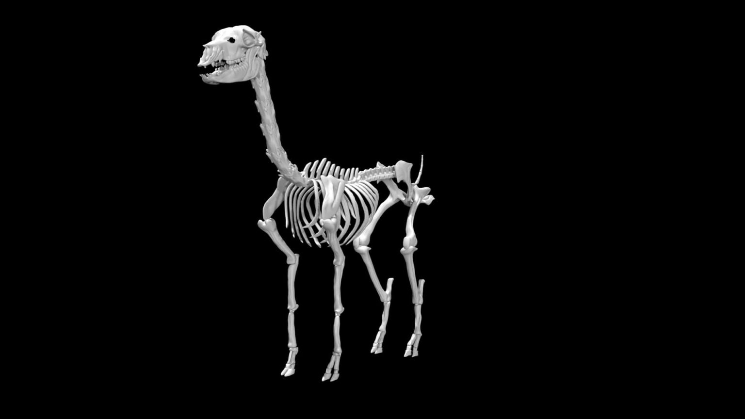 Alpaca Skeleton 3d model Rigged and Low Poly - Team 3d Yard