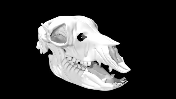Alpaca skull 3d model