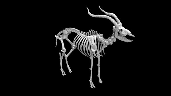 Antelope skeleton 3d model