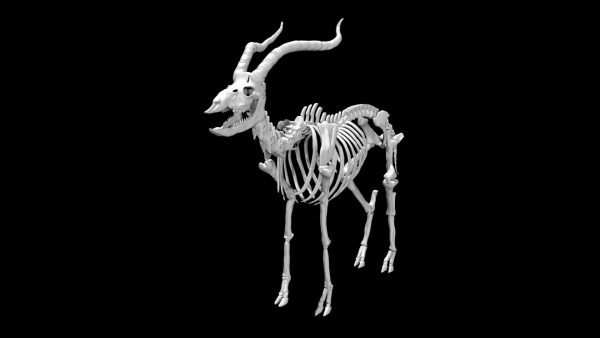 Antelope skeleton 3d model