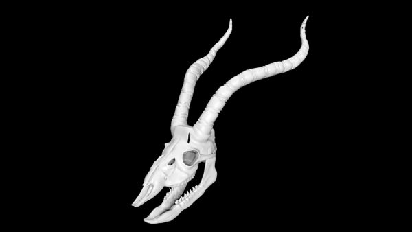 Antelope skull 3d model