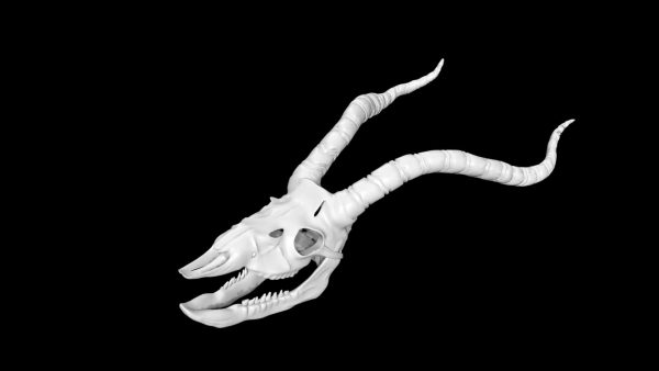 Antelope skull 3d model