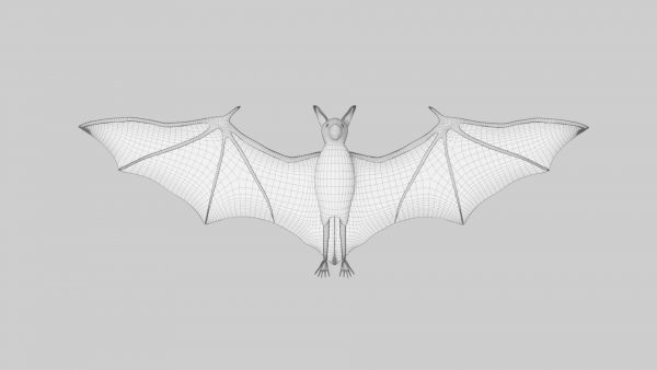 Bat 3d model