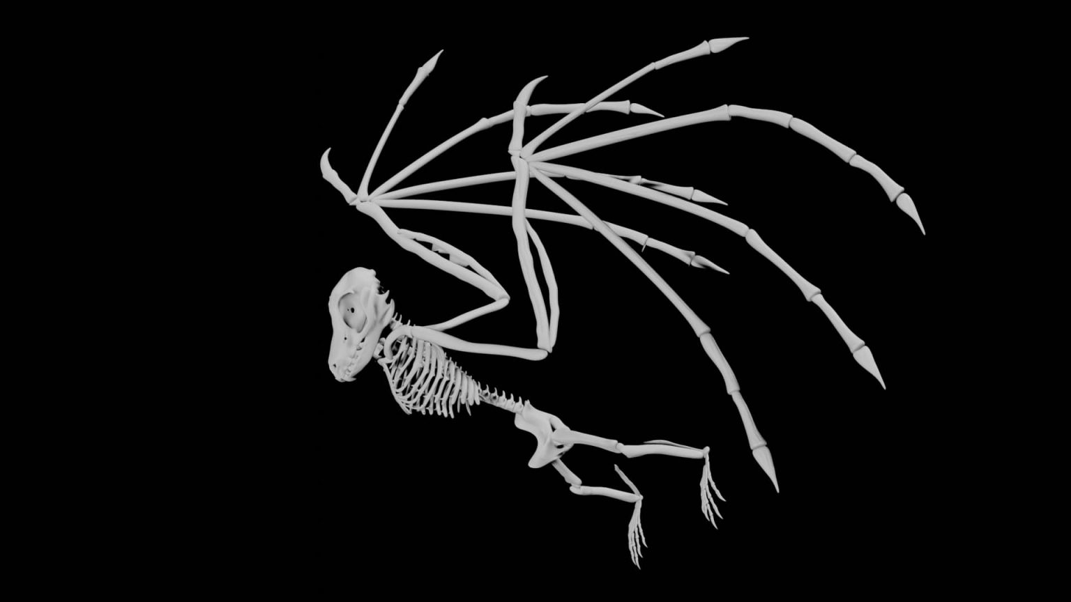 Bat Skeleton 3d model Rigged and Low Poly - Team 3d Yard