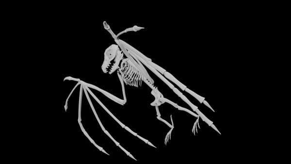 Bat skeleton 3d model
