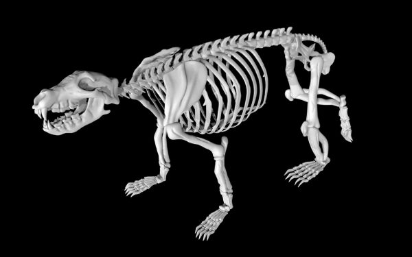 Bear skeleton 3d model