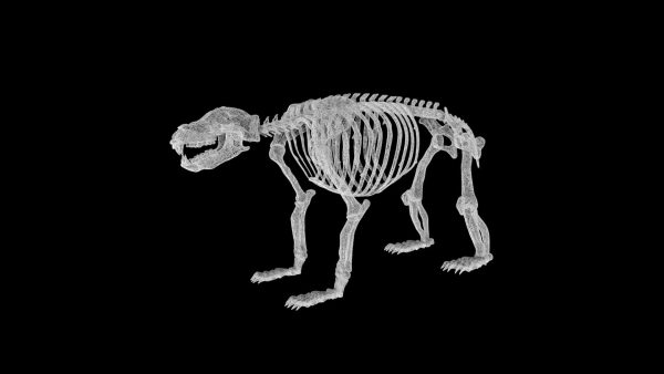 Bear skeleton 3d model