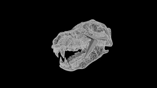 Bear skull 3d model