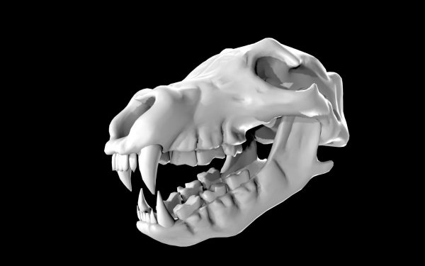 Bear skull 3d model