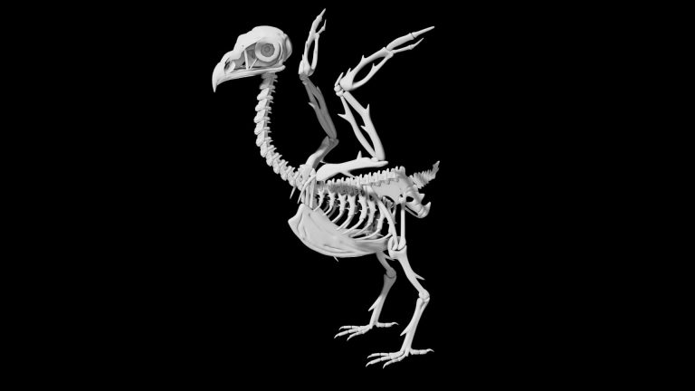 Bird Skeleton 3d model Rigged and Low Poly - Team 3d Yard