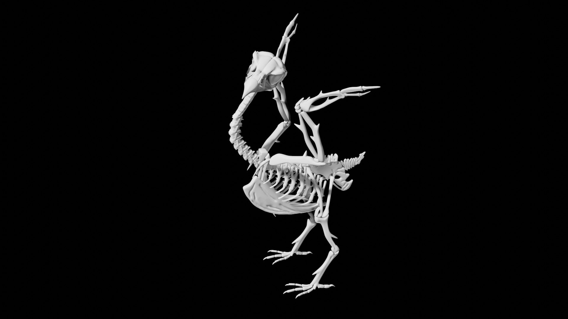 Bird Skeleton 3d Model Rigged And Low Poly Team 3d Yard