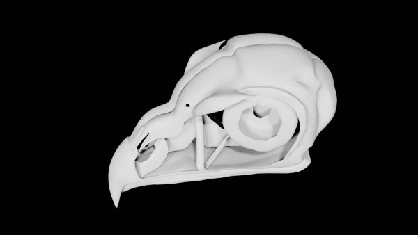 Bird skull 3d model