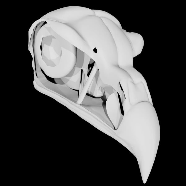 Bird skull 3d model