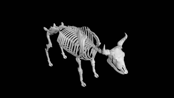 Bison skeleton 3d model