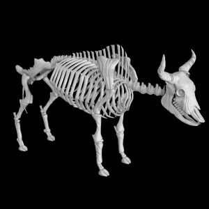 Bison skeleton 3d model