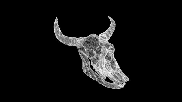 Bison skull 3d model
