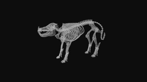 Boar skeleton 3d model