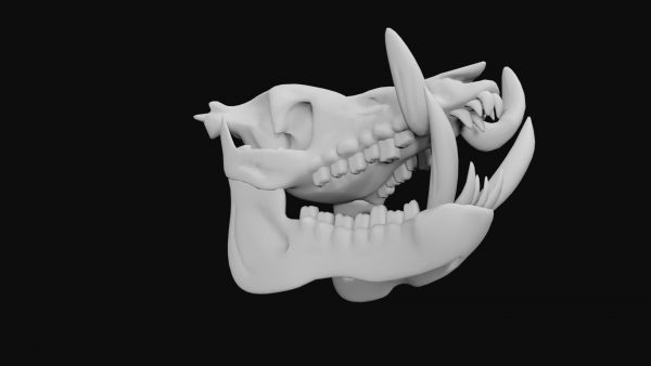Boar skull 3d model