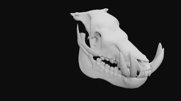 Boar skull 3d model