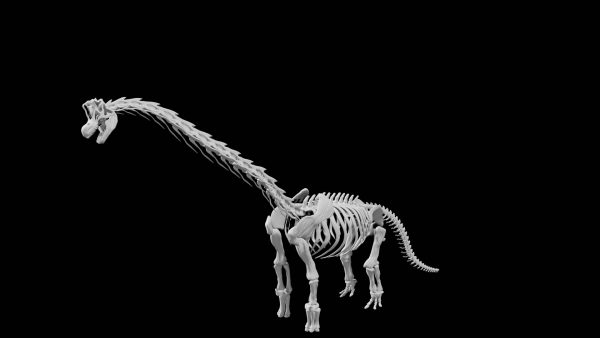 Brachiosaurus skeleton 3d model