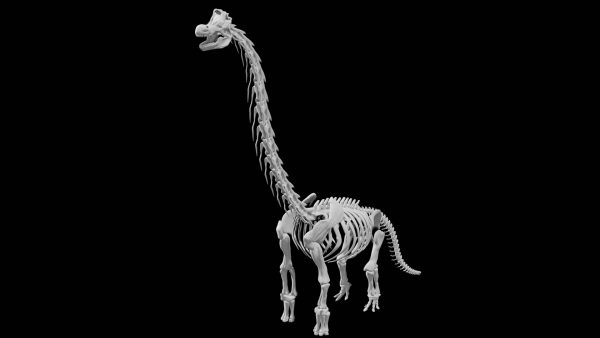 Brachiosaurus skeleton 3d model