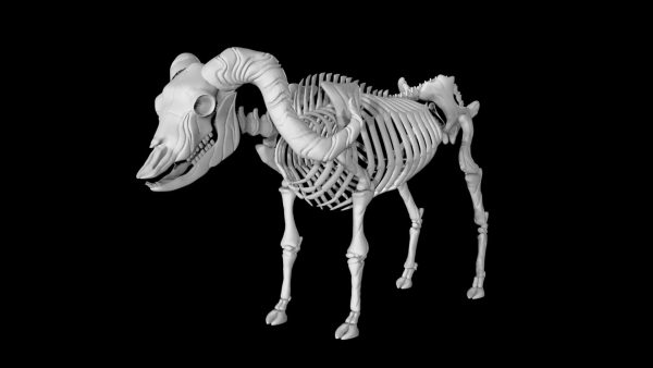 Buffalo skeleton 3d model