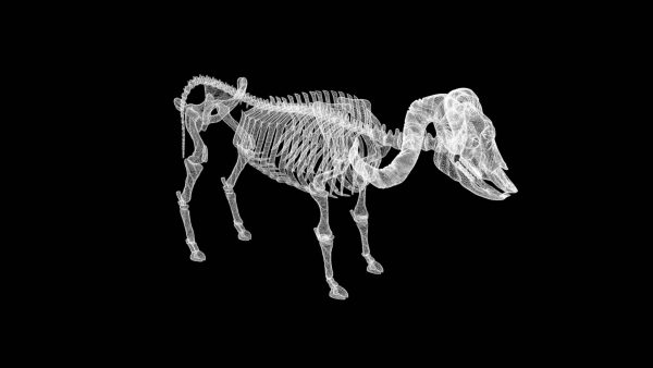 Buffalo skeleton 3d model