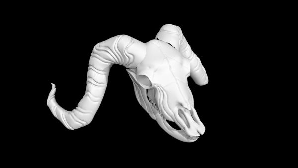 Buffalo skull 3d model