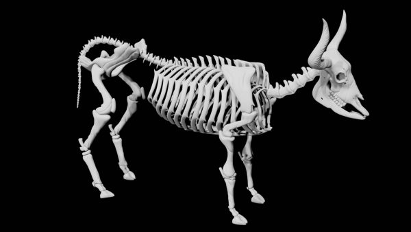 Bull skeleton 3d model
