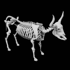 Bull skeleton 3d model