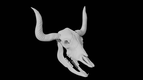 Bull skull 3d model
