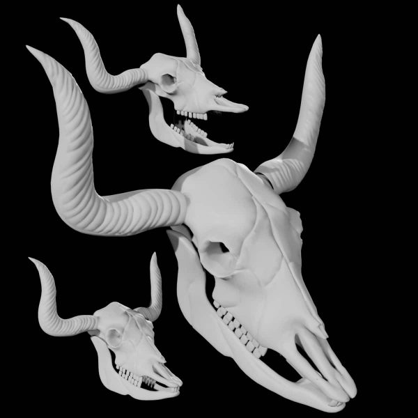 Bull skull 3d model