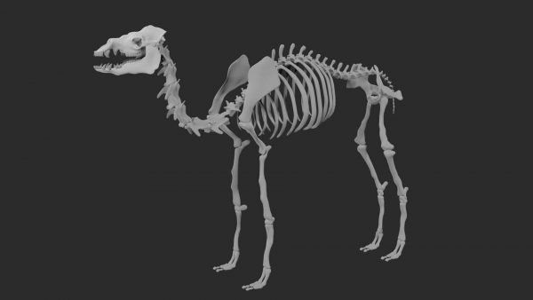 Camel skeleton 3d model