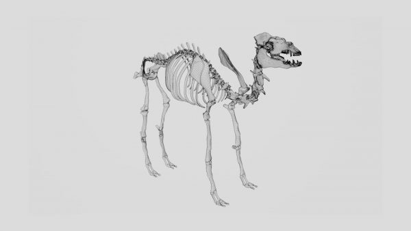 Camel skeleton 3d model