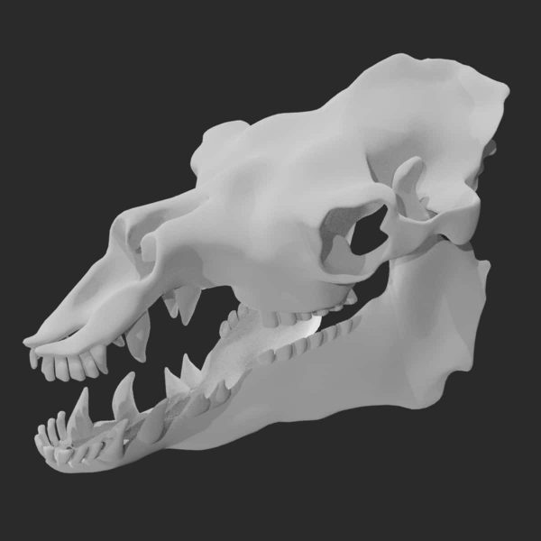 Camel skull 3d model