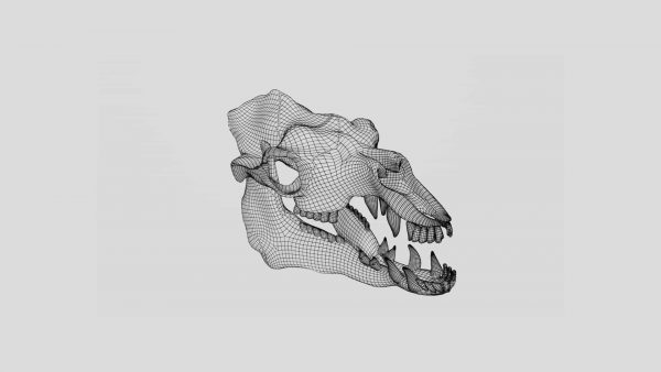 Camel skull 3d model