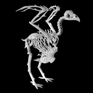Chicken skeleton 3d model