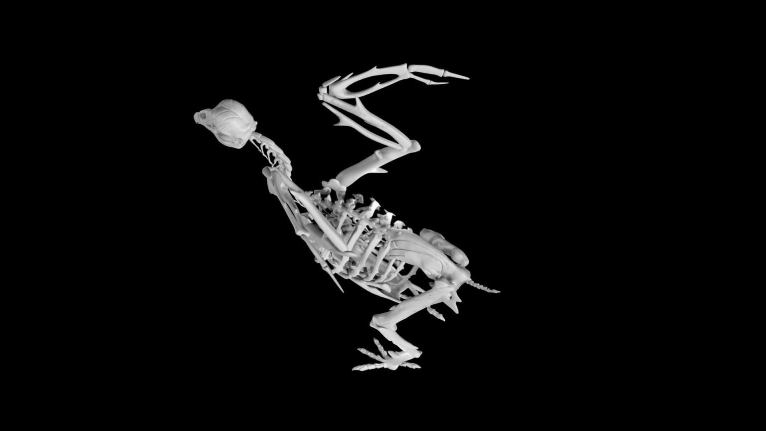 Chicken Skeleton 3d model Low Poly AR 3d model - Team 3d Yard