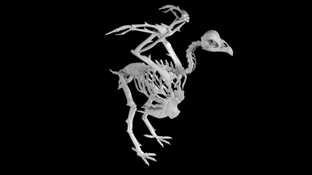 Chicken Skeleton 3d model Low Poly AR 3d model Team 3d Yard