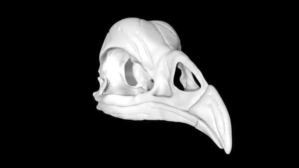 Chicken skull 3d model