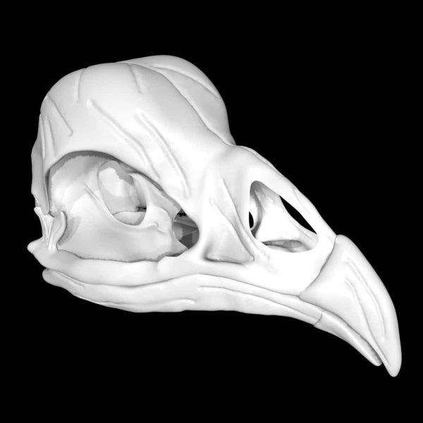 Chicken skull 3d model