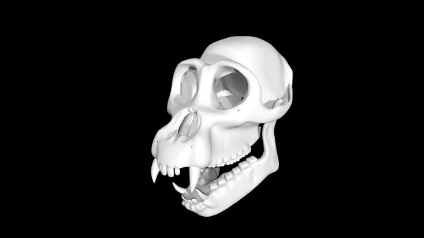 Chimpanzee skull 3d model
