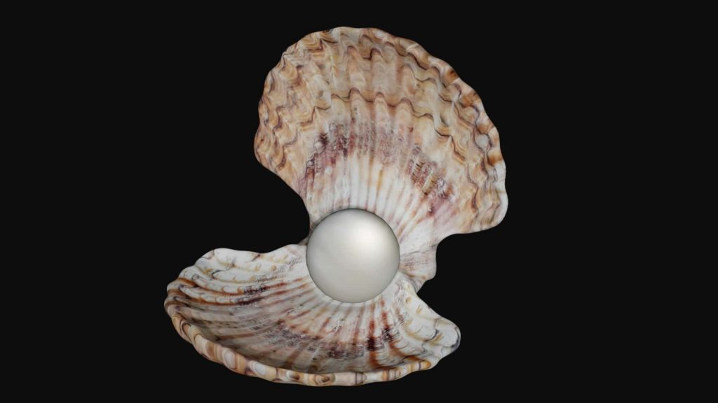 Clam 3d model Low Poly AR 3D Model - Team 3d Yard