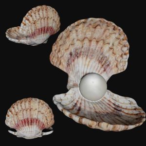 Clam 3d model