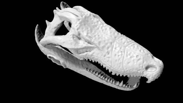 Crocodile skull 3d model