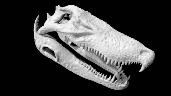 Crocodile skull 3d model