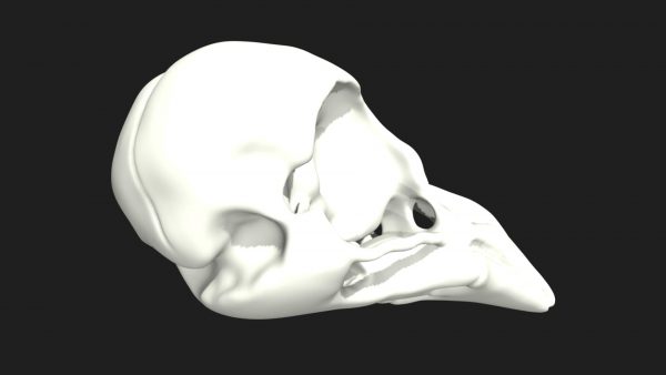 Crow skull 3d model