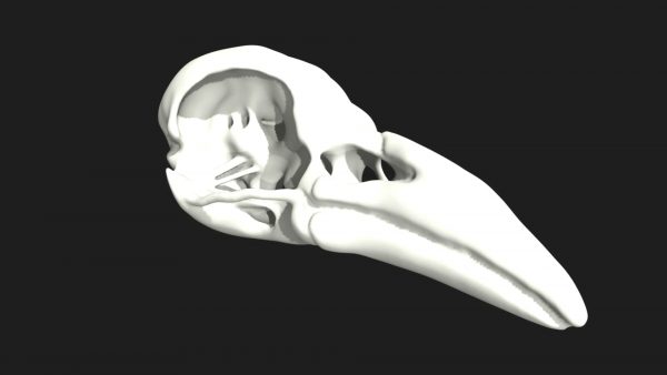 Crow skull 3d model